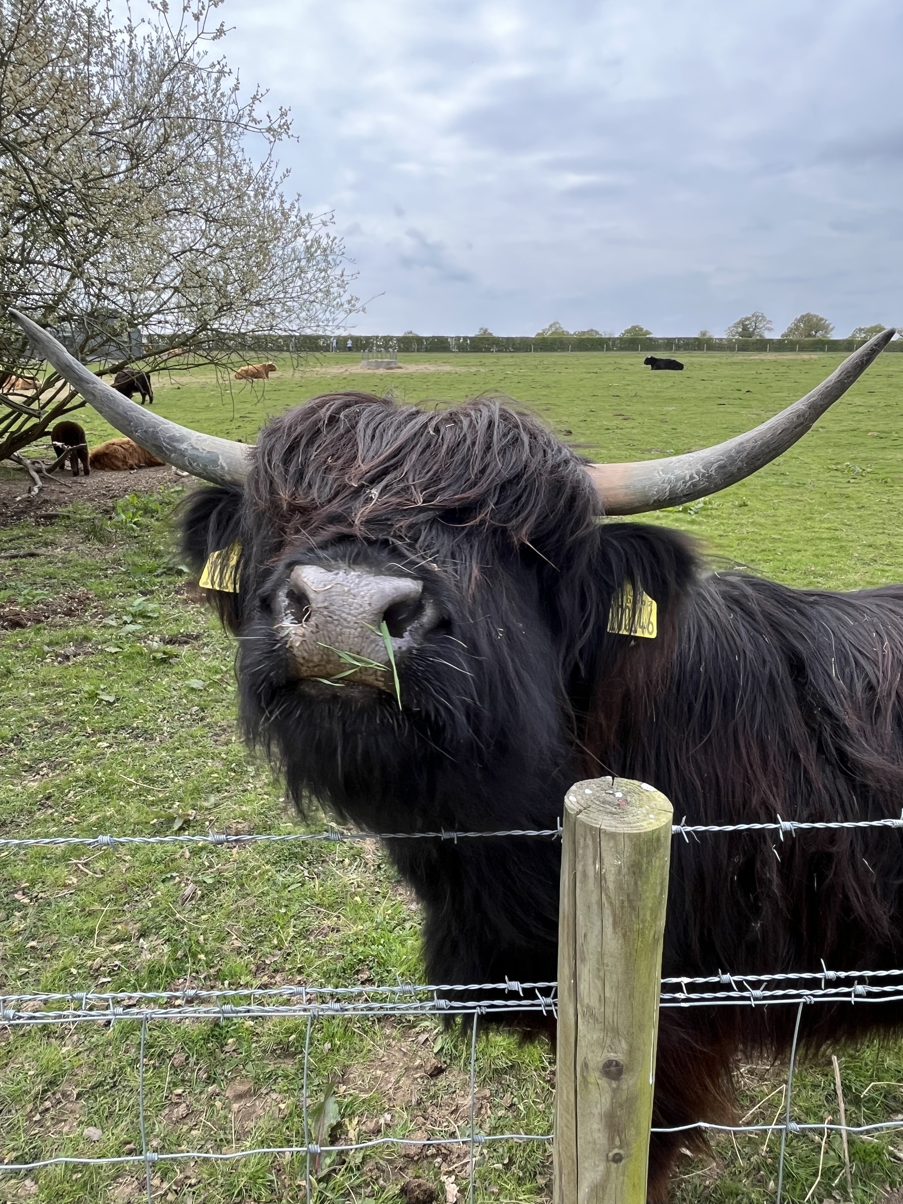Highland Cow.jpg